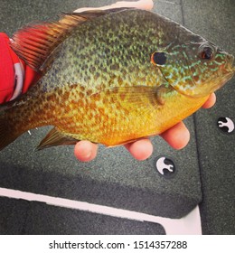 Sunfish Pumpkinseed Panfish Redear Fish