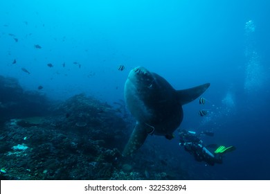 マンボウ の写真素材 画像 写真 Shutterstock