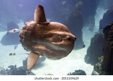 Sunfish Underwater Close Up Portrait View