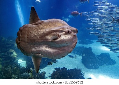 Sunfish Underwater Close Up Portrait View