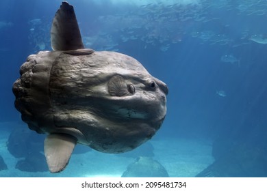 Sunfish Underwater Close Up Portrait View