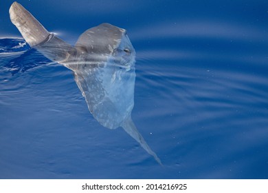 Sunfish Underwater While Eating Jellyfish Velella