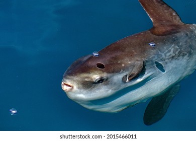 Sunfish Underwater While Eating Jellyfish Velella