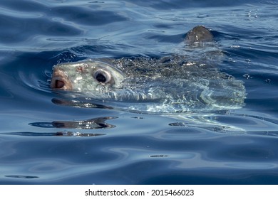 Sunfish Underwater While Eating Jellyfish Velella