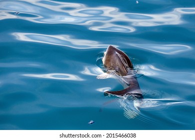 Sunfish Underwater While Eating Jellyfish Velella