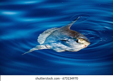 Sunfish Underwater While Eating Jellyfish Velella