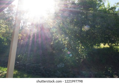 Sunflare Over Australian Bush On A Sunny Day