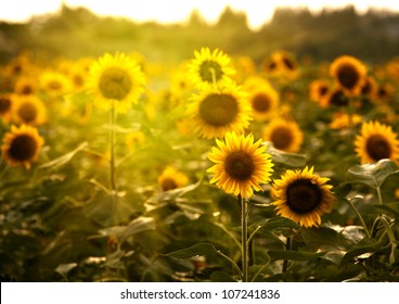 Sunflower - Powered by Shutterstock