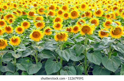 sunflower