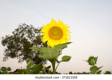 sunflower