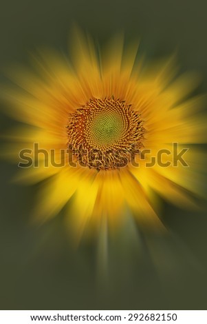 Similar – sunflowers Umwelt Natur