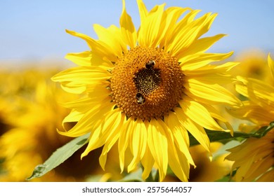 Sunflower accompanied by the bees
