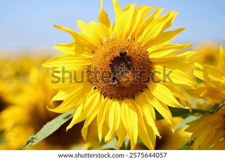 Sunflower accompanied by the bees