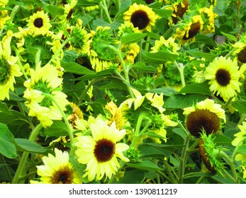 Sunflower Adelaide South Australia Stock Photo 1390811219 | Shutterstock