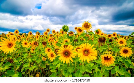Sunflower agriculture field close up