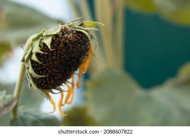 Sunflower With Almost Completely Fallen Yellow Petals, Head Down. Horizontal Photo Of Bald Little Sunflower 