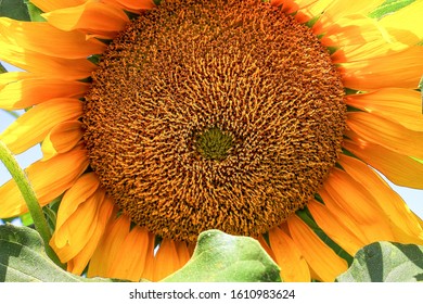 91 Ambal flower Images, Stock Photos & Vectors | Shutterstock