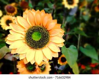 Sunflower among green leaves
