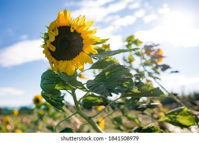 Sunflower In Autumn Field Blown By Wind. 