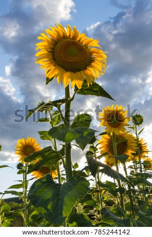 Similar – Image, Stock Photo 555 hours of sunshine