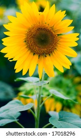 Sunflower background