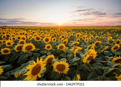 Sunflower background. Big field of blooming sunflowers against setting sun in countryside