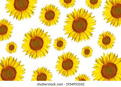 70,948 Sunflower Pattern Stock Photos, Images & Photography 