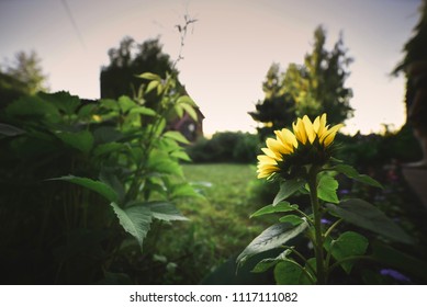 Sunflower in the backyard