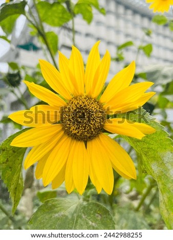 Sunflower  it’s beautiful shaining it use for wedding decorations and others green shine show different web you can see this pic is so nice  Stock photo © 