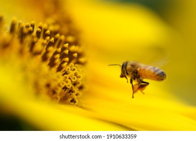 みつばち の画像 写真素材 ベクター画像 Shutterstock
