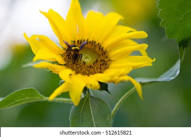 Sunflower Bee