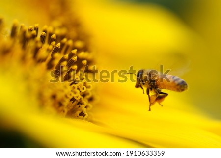 A sunflower and a bee