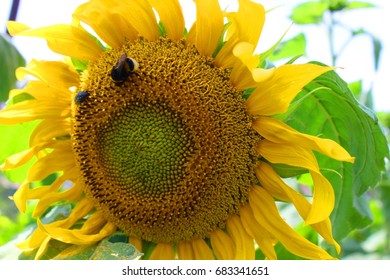 Sunflower and bee. Walks in the fields - Shutterstock ID 683341651