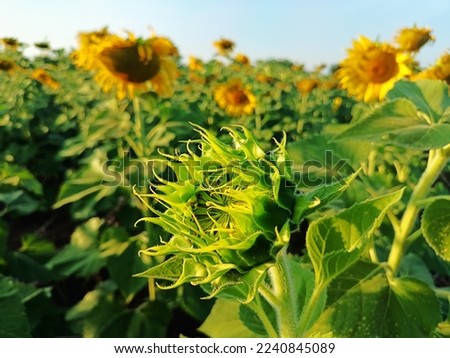 sunflower before blooming in winterseason in thailand