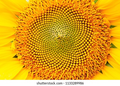 Sunflower big flower