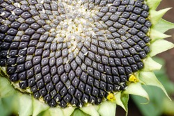 Sunflower With Black Seeds Close-Up