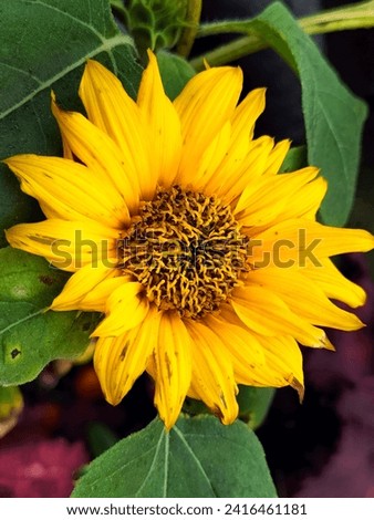 Sunflower in bloom. beautiful yellow flower. (bunga matahari)