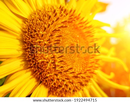 Sunflower blooming. Close-up of sunflower. sunflower flowers at the evening field. Sunflower natural background.