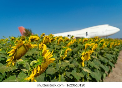 Sunflower Blooming Field At Agriculture Plant Farm Near Airplane Or Plane During Take Off On Runway  Blue Sky Background.Travel On Nature With Aircraft Transportation.