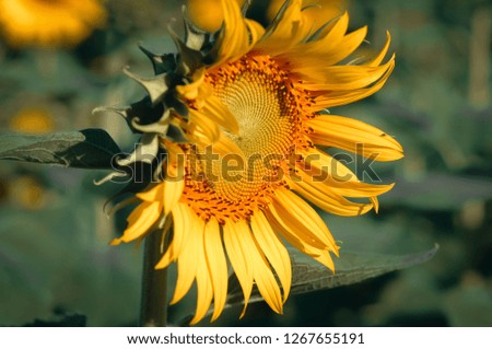 Similar – Image, Stock Photo sunny day Environment