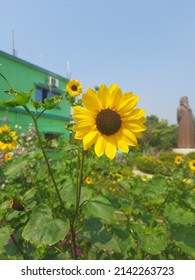 sunflower blooming in garden against blurred background