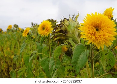 sunflower, blooming, yellow, countryside, autumnseason - Powered by Shutterstock