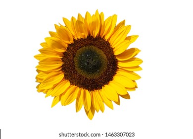 Sunflower White Background Images Stock Photos Vectors Shutterstock