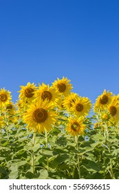 Sunflower with blue sky