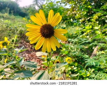 Sunflower Are Bright, Cheery And Warm. With Brilliant Yellow Petals, Sunflowers Have An Unmistakable Sun-like Appearance That Has Made Them Favourite. 