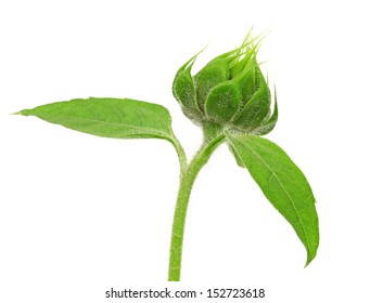 Sunflower Bud