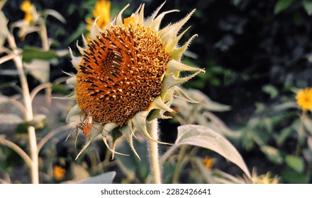 A sunflower with a bug on it