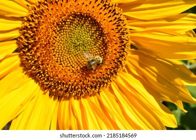 Sunflower And Bumble Bee Close Up. Beautiful Background