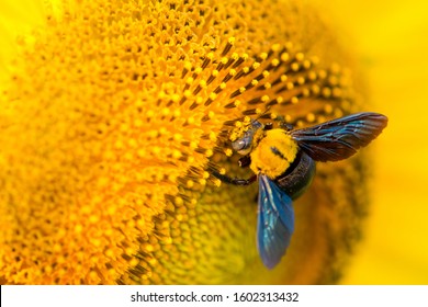 Sunflower and bumble bee on natural background. Sunflower blooming in garden