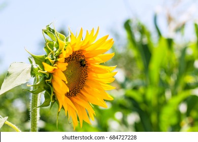 Sunflower With Bumblebee In Garden In Summer Season In Krasnodar Region Of Russia